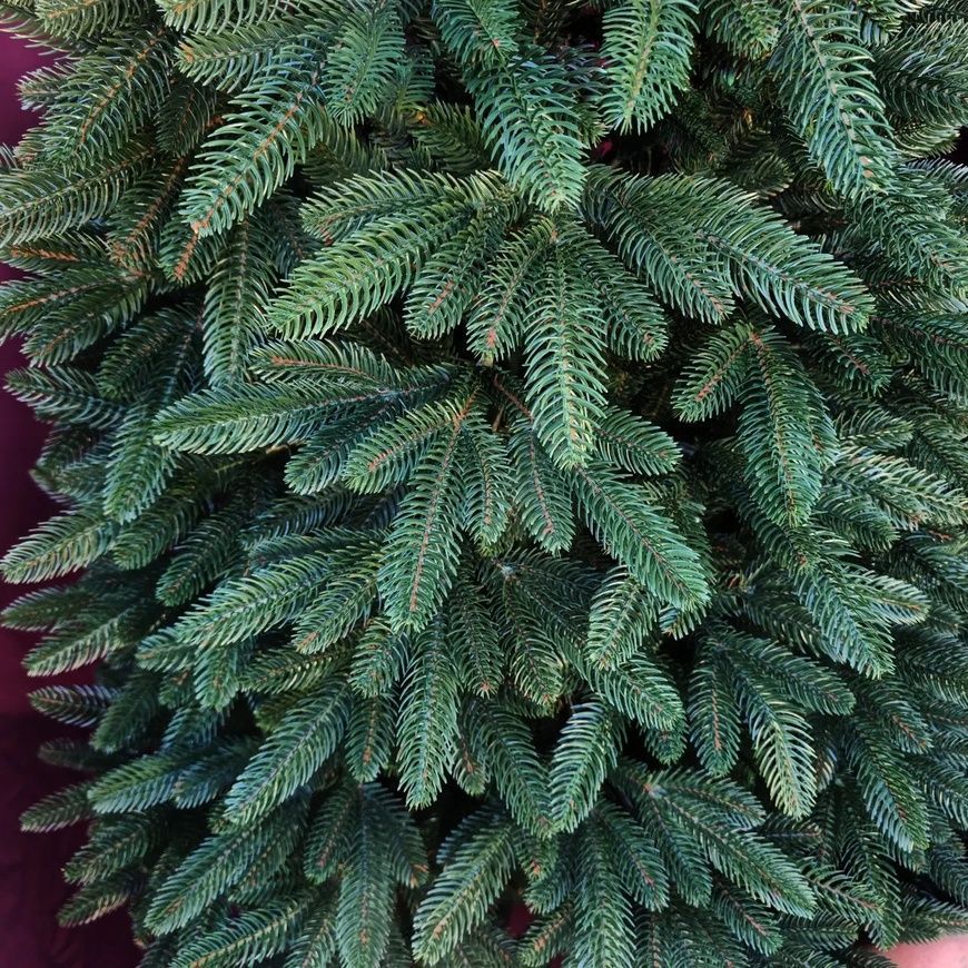 Искусственная литая ёлка "Королевская зелёная" 1.5 м КЗЛ150 фото